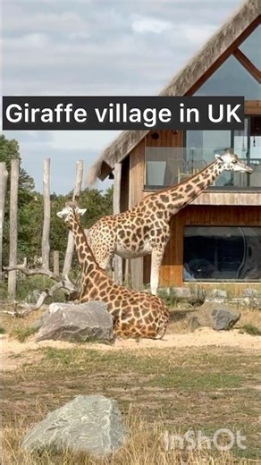 Giraffes: The Surprising Violence of Nature’s Gentle Giants