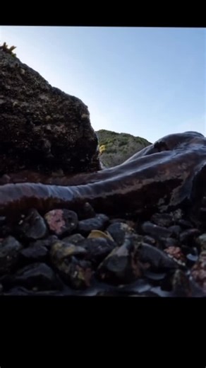Captain Quinn on Instagram: "Another Kraken emerging from the rocks! #fishing #ocean #kraken #octopus🐙 #mystery"