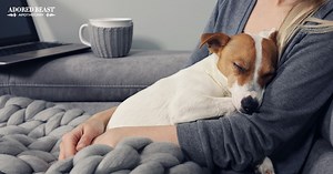 How to Support a Dog with Kennel Cough