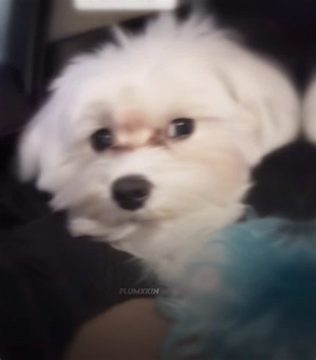 FINAL JABARKUS 💜😂 | #fyp #finaldog #memes #aftereffectsedit #jabarkus - Song 🎵: Like me By @chaseicon - Jabarkus Final Girl Edit 4k