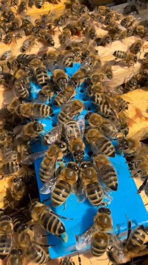 6.8K views · 370 reactions | Adding new Buckfast queen bee in to the new colony with successful release  | Stanley’s bees | Facebook