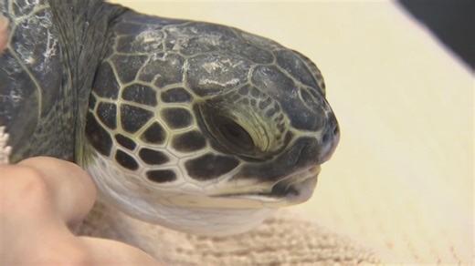 Cold snap threatens sea turtles along Florida coast