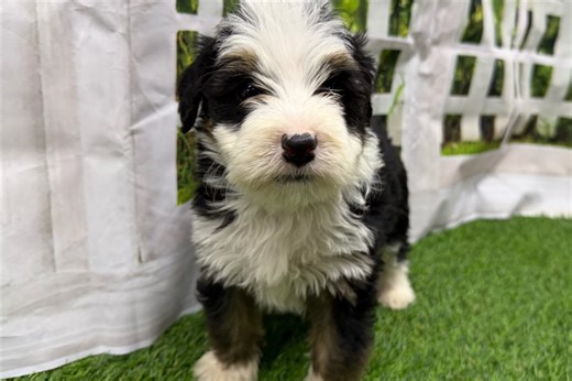 Jules - Mini Bernedoodle Puppy C09A9E