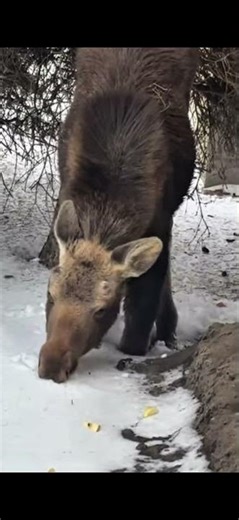 Moose eating apple #wildlife #moose
