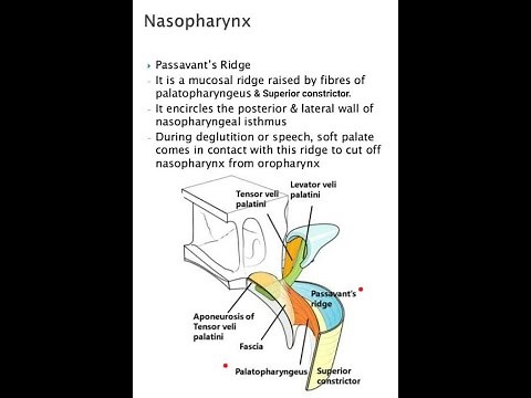 Passavant's Ridge | Anatomy | MBBS