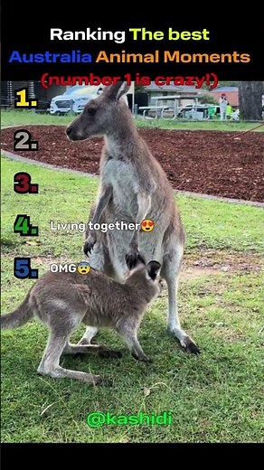 Ranking The best Australia animal moments