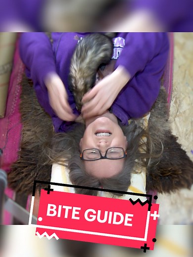Understanding Ferret Biting Behavior and Prevention Tips