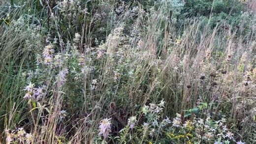 Molly Mullin on Instagram: "So many species in here I can’t even remember til the season they are most visible. The grass waving in the breeze is mostly little bluestem and the flowers are Monarda punctata. The scene is about to become much brighter pink with pink muhly grass and yellow with Maryland goldenaster and purple with aromatic aster and blue mist flower. #ecologicalgardening #homegrownnationalpark #killyourlawn"
