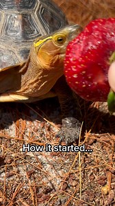 CRAZY TURTLES FIGHT FOR STRAWBERRIES! 😱🐢 | DanTheTurtleMan