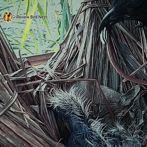 20K views · 313 reactions | The little bird master is really smart to find food for her baby | Review Bird Nest | Facebook