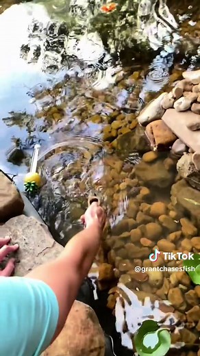 Finding Nemo Fish Tank Real Life: Green Tank to Reef Setup