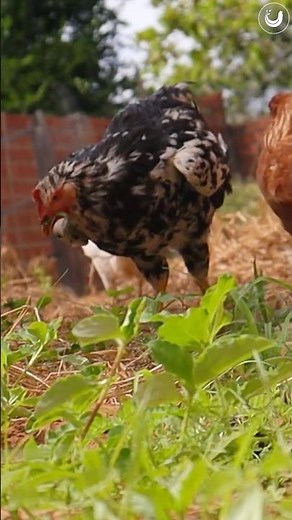 The right way to start raising chickens! #layinghens #freerangechickens #poultry #eggs #chicken