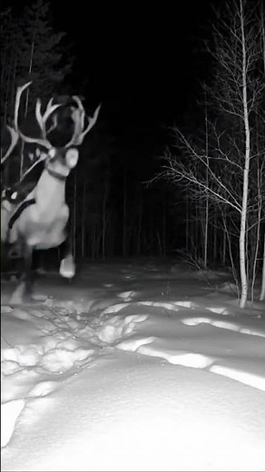 Trail Cam Records Pre-Christmas Test Flight for Santa?