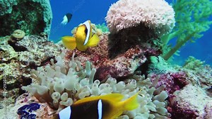 Nemo clown fish in the anemone on the colorful healthy coral reef. Anemonefish nemo couple swimming underwater. Red Sea 4K