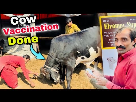 Cow Vaccination Done Successfully Healthy Cattle Care on Farm