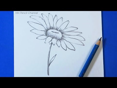 How to Draw a Daisy Flower Step by Step | Hihi Pencil