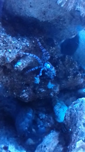 After losing around 10K worth of saltwater fish and invertebrates when I moved 3 and a half years ago I've finally started another small tank (for now lol-there's a bigger tank waiting in the garage). I've always loved these little "pom pom crabs". They carry a small anemone around in each claw and wave them around for self defense. It's a symbiotic relationship because the anemones get fed by the crab. When these fight with each other they will try to steal the other crab's anemones and if one 