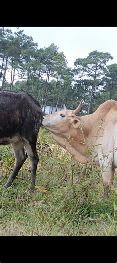 47K views · 301 reactions | Ap te khynnah wa kbai #ecofriendly #viral #worldcup #alert #share #trend #new #india #usa | Meghalaya Unique | Facebook