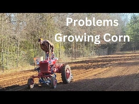 OBSTACLES to Overcome - What is DANNY CORN? Growing a FIELD of CORN ( Feb 2024)