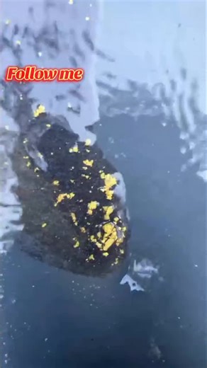 Discover the Magic of Gold Dust