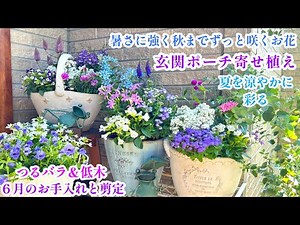 【夏の爽やかな寄せ植え】【コンテナガーデン】【つるバラ＆コデマリ剪定＊６月のお手入れ】ガーデニング/暑さに強い夏の花/庭づくり