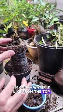 how to make an exposed roots bonsai #bonsaitree