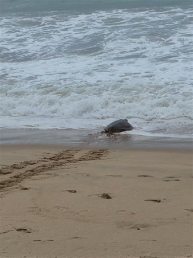 Loggerhead Turtle Returns to the Ocean