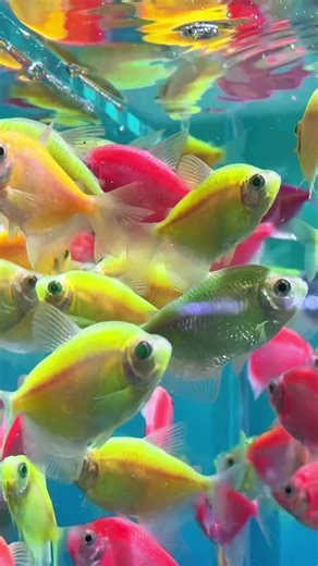 Step 1 for ALL New Fish:Acclimation Guide!#fishtank #tiktok #fyp | Fish Tank