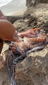 Removing the beak from the octopus (Tako). What’s your favorite way of cooking octopus? #catchandcook #hawaii#spearfishing | Islandcatchandcook