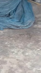 138K reactions · 1.4K shares | বুল বুল বিরোহোমে #short#viral#video | Maya Mandal | Facebook