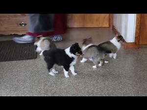 Shetland Sheepdog Puppies For Sale