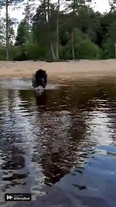 151K views · 1.5K reactions | Wait for me! My sweet Blackis the king  #libertywork #libertyhorsemanship #frihetsdressyr #trickträning #tricktraining #shetlandsponny #minishetlandpony #minihorse #horsesofinstagram #horselover #horseaddict #ponylove #pony #ponny | Alexandra Furman- trick and liberty horse training | Facebook