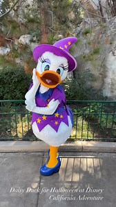 Daisy Duck wears a witch costume at Disney California Adventure during the Halloween season. This is a different outfit than at Disneyland Park. These meets are part of Halloween Time at the Disneyland Resort, no party ticket is needed. She also meets as a Sanderson Sister at Oogie Boogie Bash! #daisyduck #disneycharacters #dlrhalloweentime #disneylandresort #disneylandhalloween #disneyhalloween #disneylandhalloweentime #dca #disneycaliforniaadventure | Mousesteps