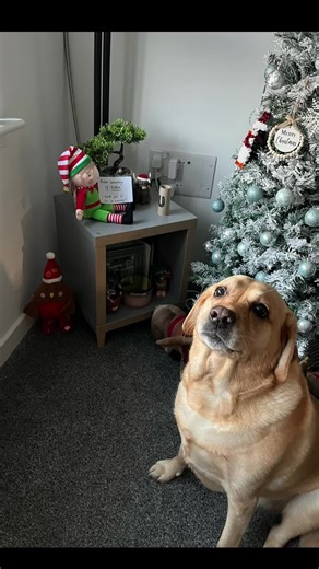 #elfontheshelf #fyp #dogsoftiktok #cutedog