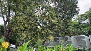 “Too bad it rain strong last night” When mango flowers get hit by rain, especially during the flowering stage, it can cause a few problems: 1. Flower Drop – Heavy rain can physically knock off delicate flowers, reducing the chances of fruit set. 2. Fungal Diseases – Moisture from rain creates the perfect environment for fungal infections like anthracnose and powdery mildew, which attack flowers and young fruit, often causing black spots and flower blight. 3. Poor Pollination – Rain can wash away