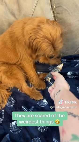 Jen Rizzo The Dog Mom Life on TikTok