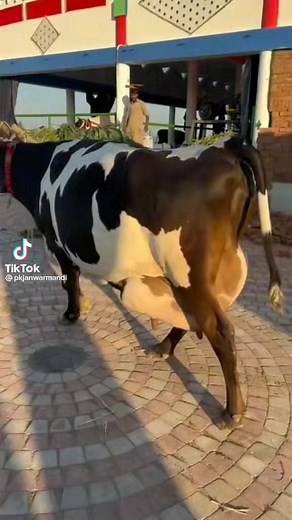 aojla dariy farm Cow giving 40 liters of milk | aojla dariy farm