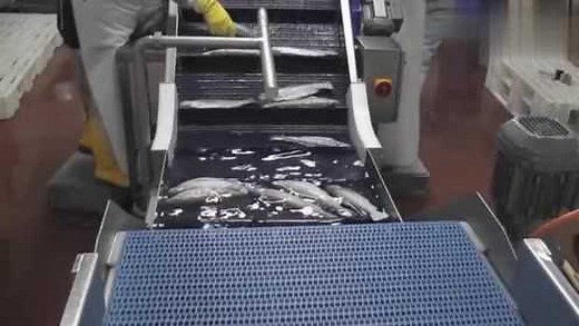 实拍冷冻鱼加工厂流水线，数千条鱼就是这样被加工成商品的！