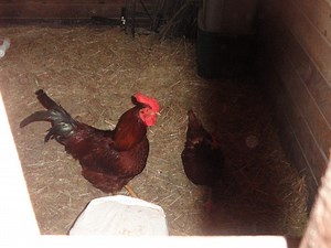 Local Horse Farm Gives More Than Just Equestrian Lessons