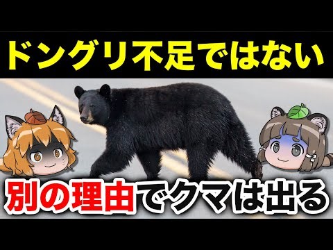 【マジ？】クマが人里にくる理由、エサ不足じゃなかったかもしれません