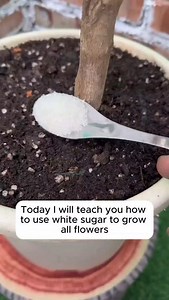 8.5K views · 779 reactions | 4 types of water for plant care #gardening #gardentools #gardeningtools #tool #tools | Seed Connect | Facebook