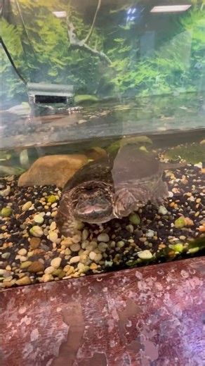 A snapping turtle. #aquarium #naturecenter #turtle