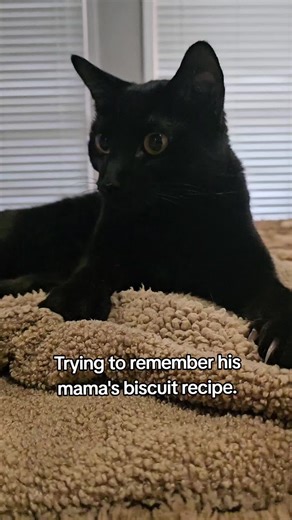 Mastering Mama's Biscuit Recipe: A Culinary Tradition