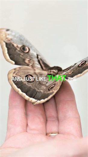 The FIRST computer bug was a real BUG! 🦟 #Shorts