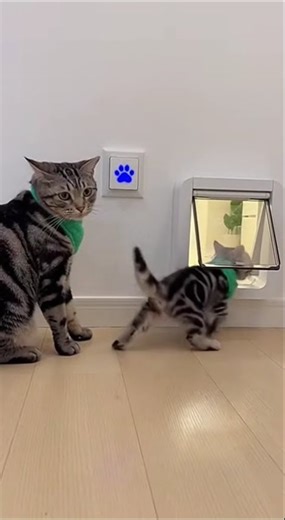 Smartest Cat EVER? Watch This Cat Open a Sensor Door Like a Pro!