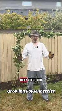 How to Grow Boysenberries #boysenberries #pacificnorthwestgardening