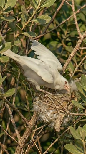 Red-Whiskered Bulbul Builds a Perfect Nest | Amazing Timelapse