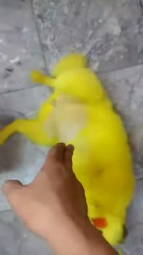 CUTE *Real life POKEMON* (PIKACHU DOG)