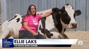 11K views · 1.1K reactions | "There’s something about feeling their wisdom and sturdiness—who doesn’t want a good cow hug?" #TheGentleBarn founder Ellie Laks was on CNBC talking about Cow Hug Therapy! Watch the full interview here: https://bit.ly/2RKikCd | The Gentle Barn | Facebook