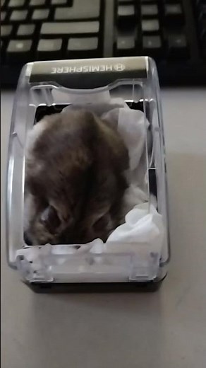 Russian dwarf hamster sleeping in watch case